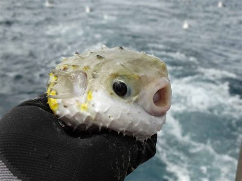 Fishrandom .